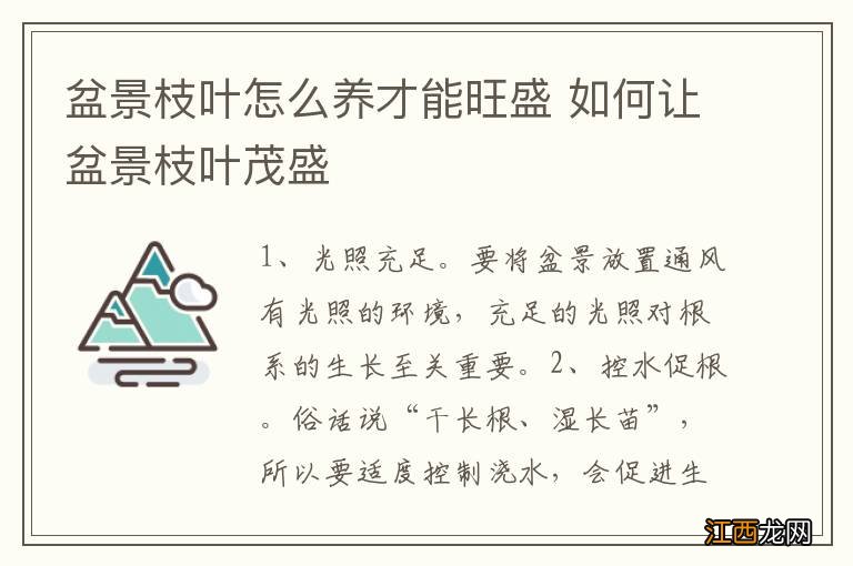 盆景枝叶怎么养才能旺盛 如何让盆景枝叶茂盛