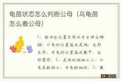 乌龟苗怎么看公母 龟苗状态怎么判断公母