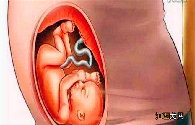 十张图带你看懂胎儿发育成型全过程,孕妈们挺不容易的,都该看看