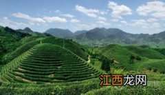 六大茶山品牌怎么样