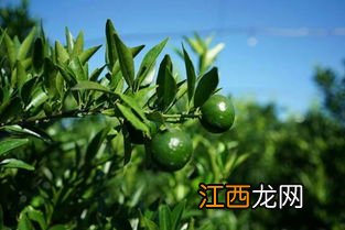 当年的小青柑茶叶怎么样