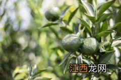 当年的小青柑茶叶怎么样