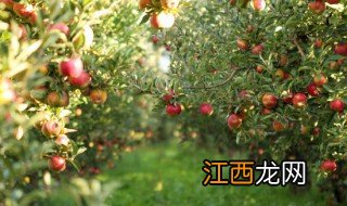 阴凉地方适合种植什么水果 阴凉处适合种植什么水果