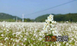 冬天荞麦花怎么养护 荞麦花好养吗