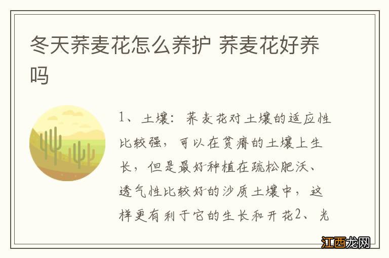 冬天荞麦花怎么养护 荞麦花好养吗