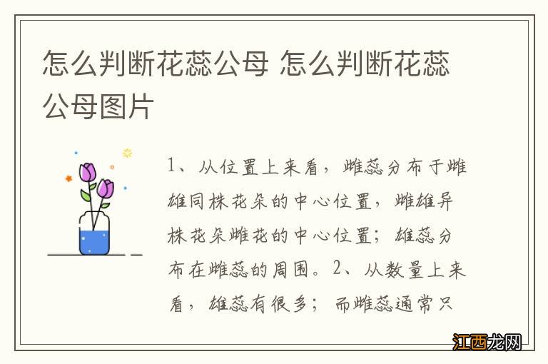 怎么判断花蕊公母 怎么判断花蕊公母图片