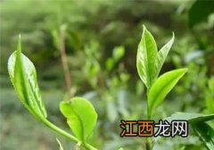 茶叶怎么分品种