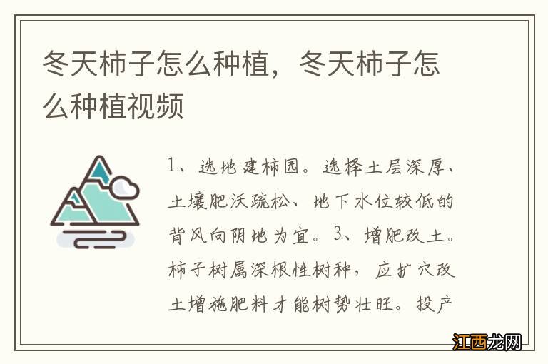 冬天柿子怎么种植,冬天柿子怎么种植视频