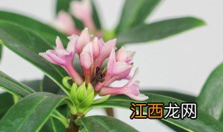 瑞香冬天怎么种植，瑞香冬天怎么种植最好