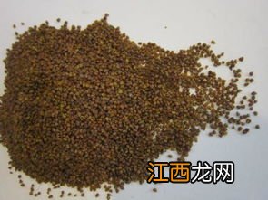 怎么分辨黑苦荞胚芽茶的真假