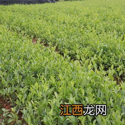 茶叶怎么栽种