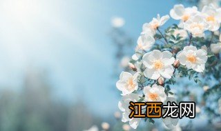 qq网名清新唯美 好听的qq网名女生唯美清纯