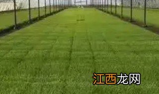 冬天大秧苗怎么种植呢 冬天大秧苗怎么种植