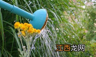 冬天阳台花草怎么浇水 冬天室内花草怎么浇水