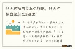 冬天种植白菜怎么施肥，冬天种植白菜怎么施肥好