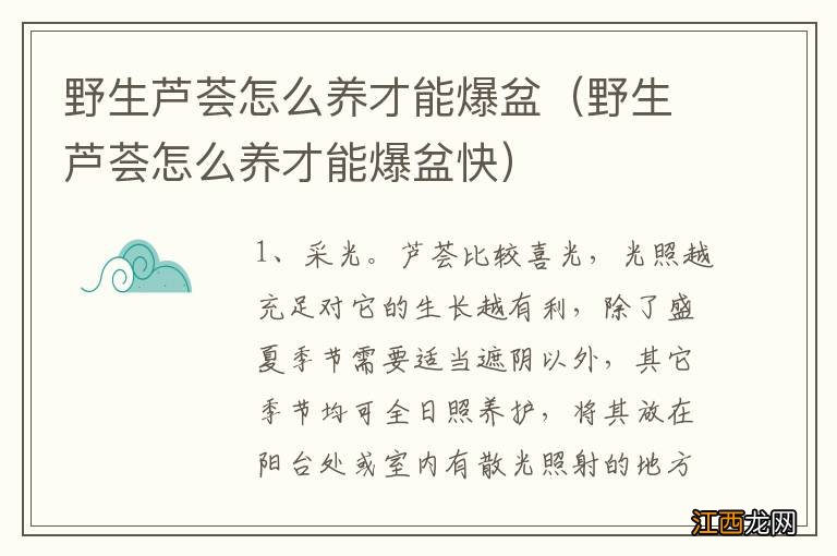 野生芦荟怎么养才能爆盆快 野生芦荟怎么养才能爆盆