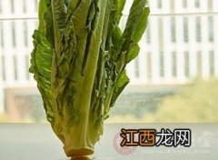 鸡蛋油麦菜怎么做好吃又营养价值