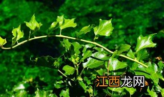 常春藤怎么养才能更旺盛 如何养常春藤更旺盛