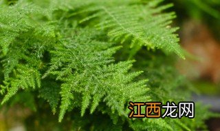 文竹花怎么养才会茂盛 文竹花怎么养才能旺盛