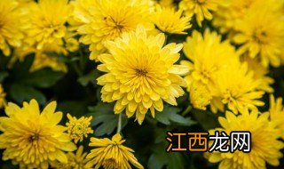 水养菊花怎么养才能更旺盛更绿 水养菊花怎么养才能更旺盛