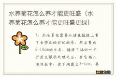 水养菊花怎么养才能更旺盛更绿 水养菊花怎么养才能更旺盛