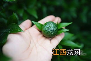 小青柑怎么有大有小的