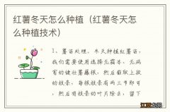 红薯冬天怎么种植技术 红薯冬天怎么种植