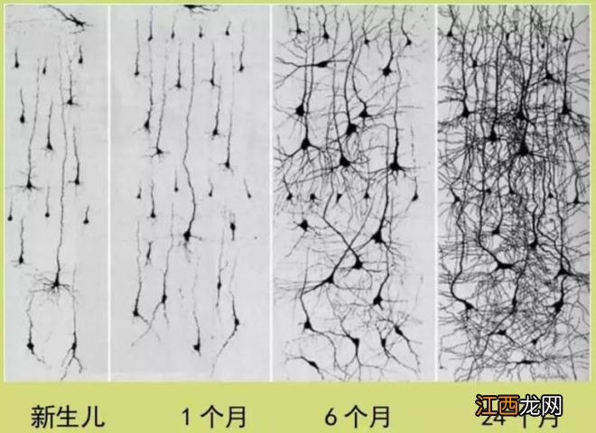 ３个儿子考入斯坦福，博士妈妈坦言：别错过孩子大脑发育的黄金期