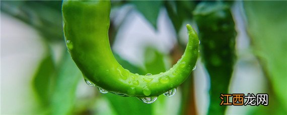 辣椒适合什么土壤，辣椒适合什么土壤栽培