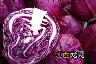 紫甘蓝难切是为什么