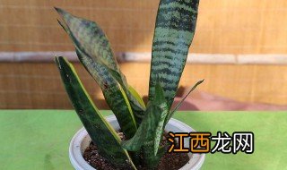 虎尾兰怎么养才能更旺盛 虎尾兰怎样才能养得好