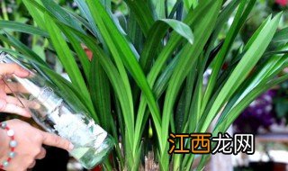 兰花怎么养根才能旺盛 兰花怎样栽培才更茂盛