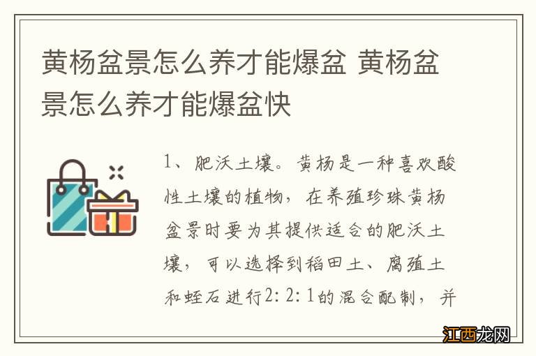 黄杨盆景怎么养才能爆盆 黄杨盆景怎么养才能爆盆快