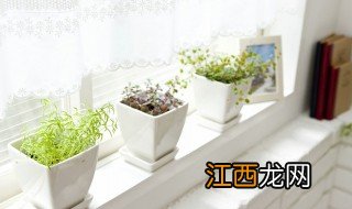 室内适合盆栽的植物有哪些 室内适合什么盆栽植物