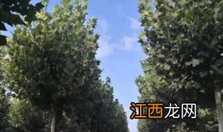 法桐栽植季节 法桐适合什么地方种植