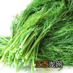 茴香的根怎么食用