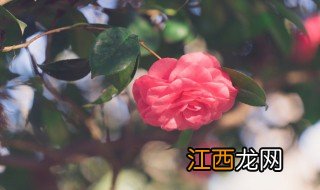 四季茶花花期施什么肥 四季茶花冬季施肥方法