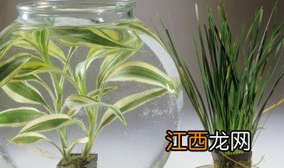 室外假山常青植物有哪些 常绿室外植物