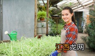 室外大型盆栽植物有哪些 室外花卉植物大型有哪些