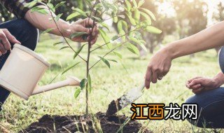 南方室外养殖植物有哪些 南方室外适合养什么植物