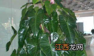 室内植物盆栽有哪些图片 室内植物盆栽有哪些