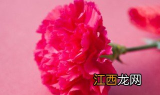 康乃馨适合什么季节播种 康乃馨在什么季节种最好