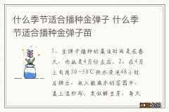 什么季节适合播种金弹子 什么季节适合播种金弹子苗