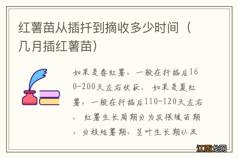 几月插红薯苗 红薯苗从插扦到摘收多少时间