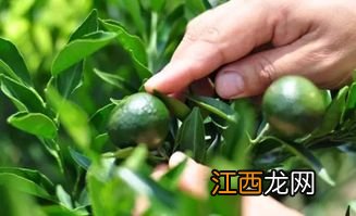 小青柑肉怎么利用