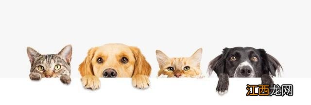 孕妈妈如何与宠物安心相处?