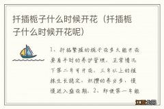 扦插栀子什么时候开花呢 扦插栀子什么时候开花