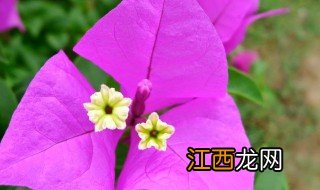 三角花怎么养才好看 三角花怎么养