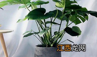 大叶子室内植物有哪些 大叶室内植物有哪些