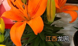 百合花养殖方法与技巧 百合花养殖方法与技巧视频